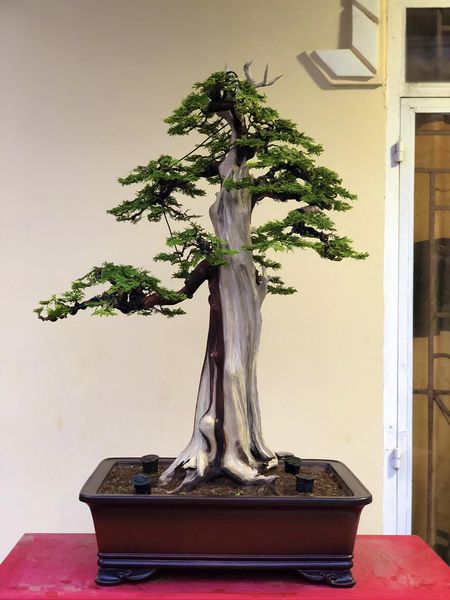 Bonsai - Dáng Trực