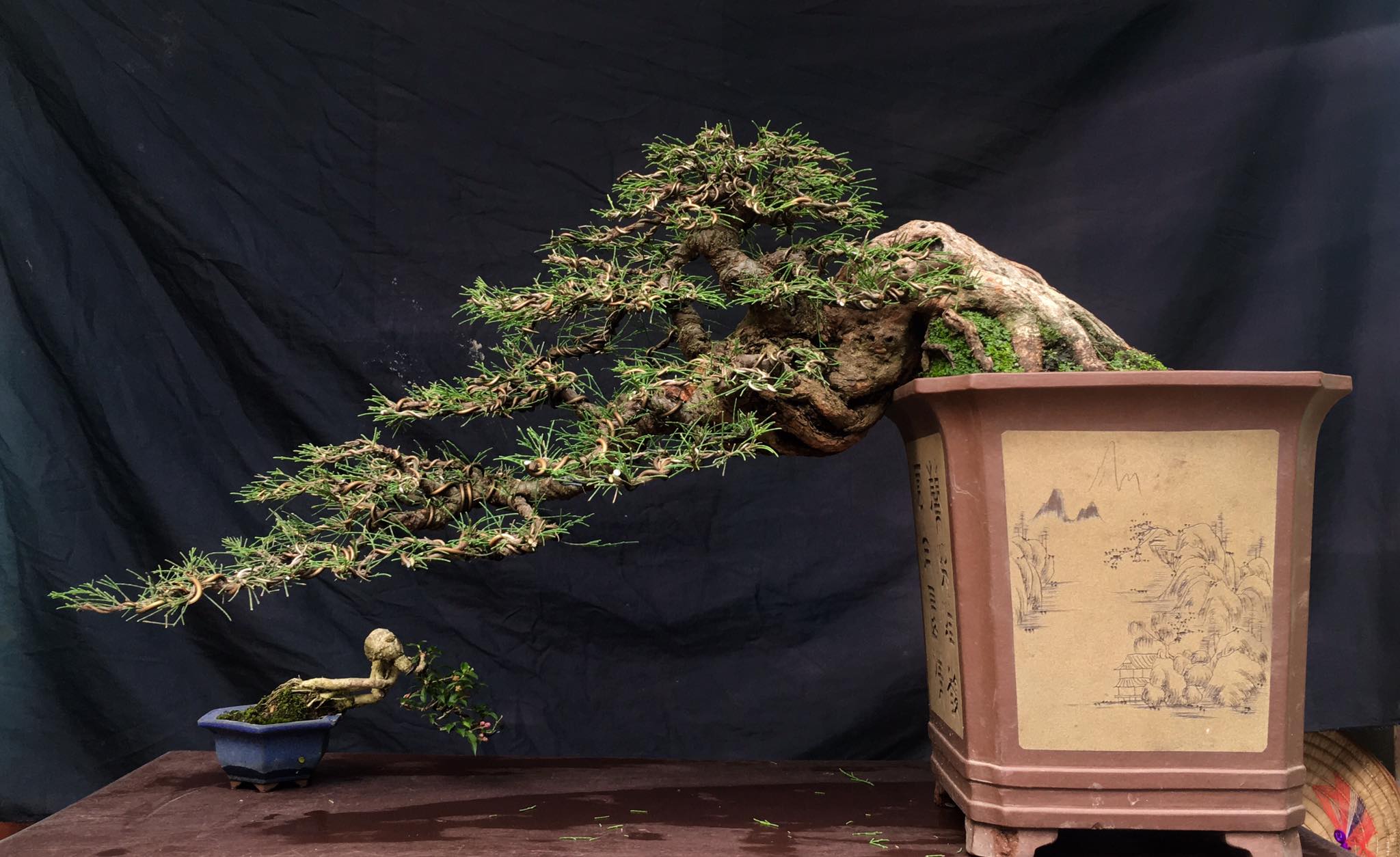 Dáng hoành: Cành cây mọc ngang, thể hiện sự mạnh mẽ và vững chãi.