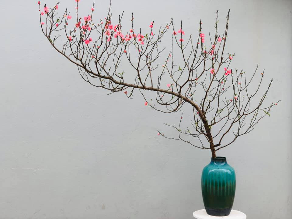 Đào dáng huyền - vẻ đẹp mềm mại, dịu dàng, ấm cúng cho nhà vào dịp Tết