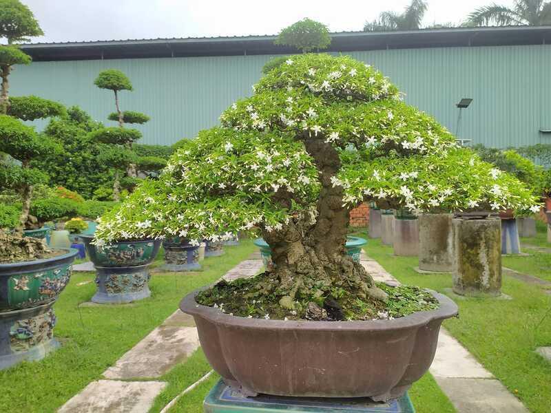 Mai chiếu thủy là cây bonsai đẹp có họ trúc đào.