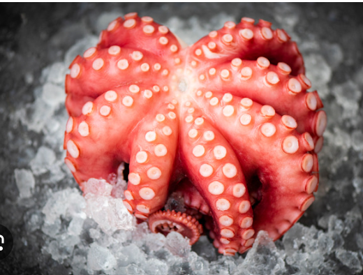 hịt bạch tuộc khổng lồ cận cảnh, dày và giòn, tươi rói, thích hợp cho nhiều món ăn hải sản