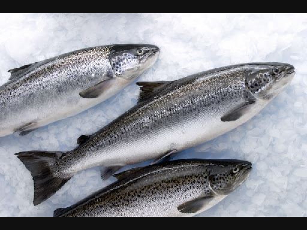 CÁ hồi úc được đánh giá cao về chất lượng và giá cả khá mềm