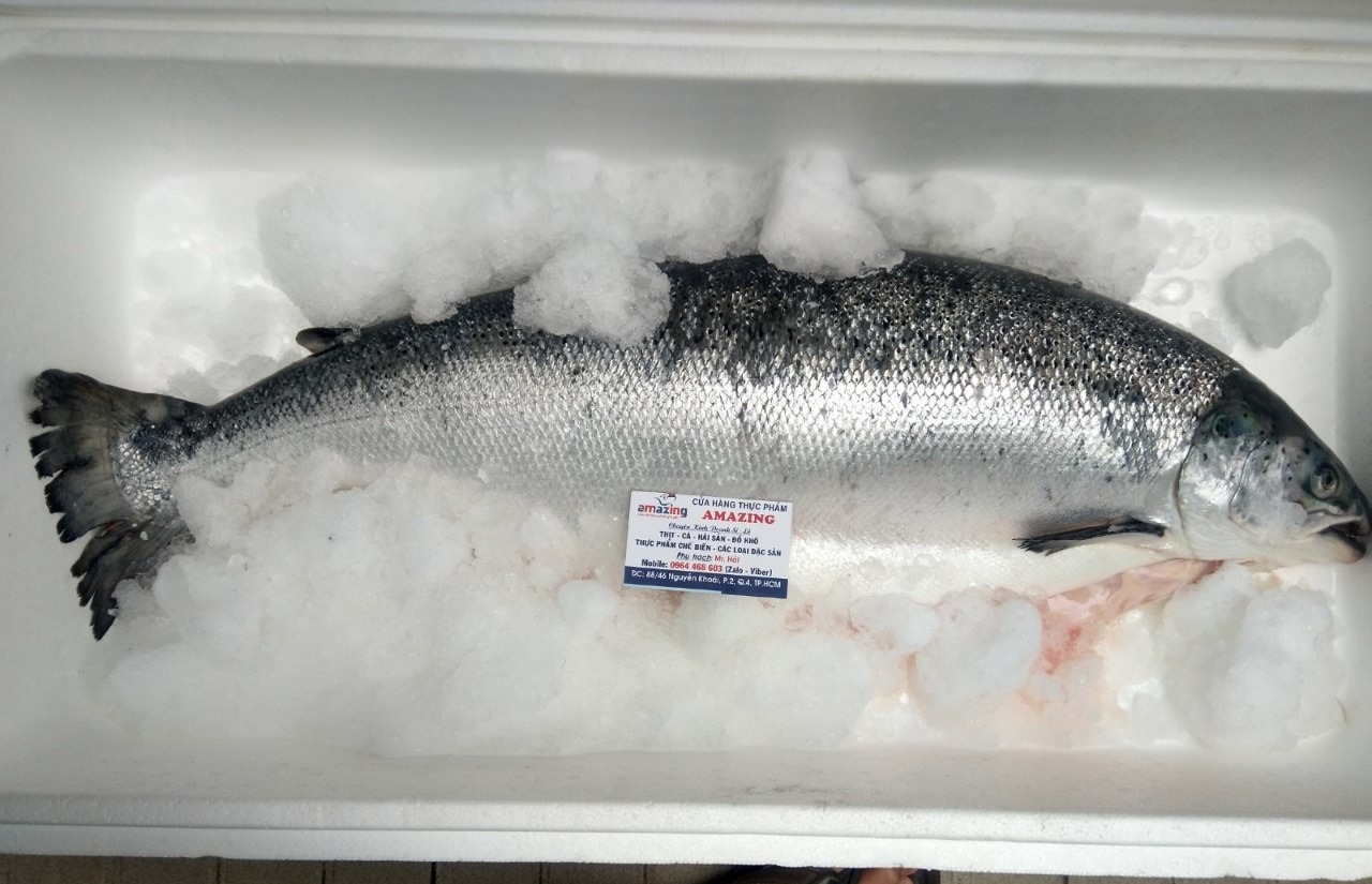 Cá hồi Nauy Tươi nguyên con là cá hồi chuẩn Sashimi thượng hạng được cung ứng bới Amazing Foods