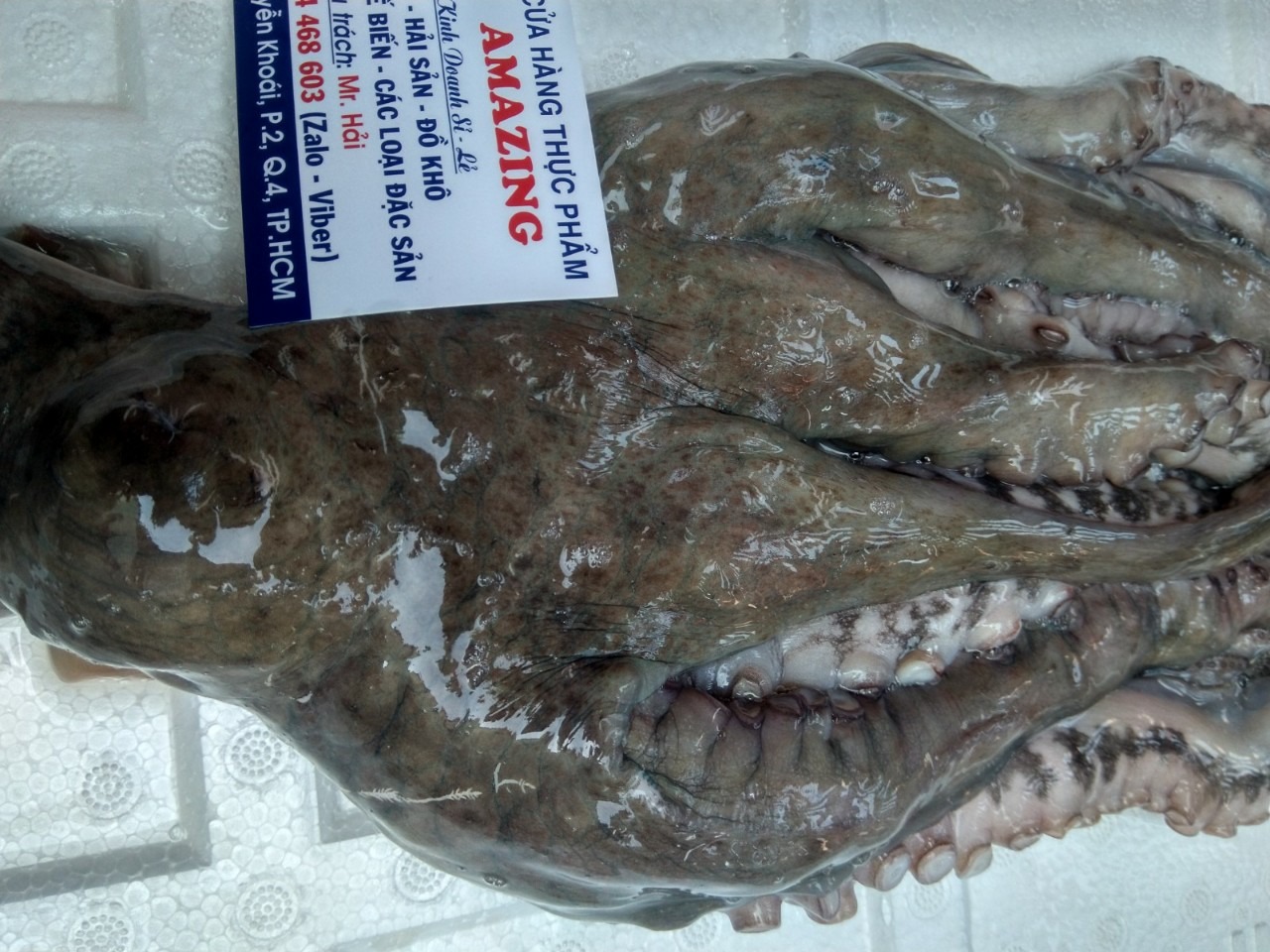 bạch tuộc mada khổng lồ