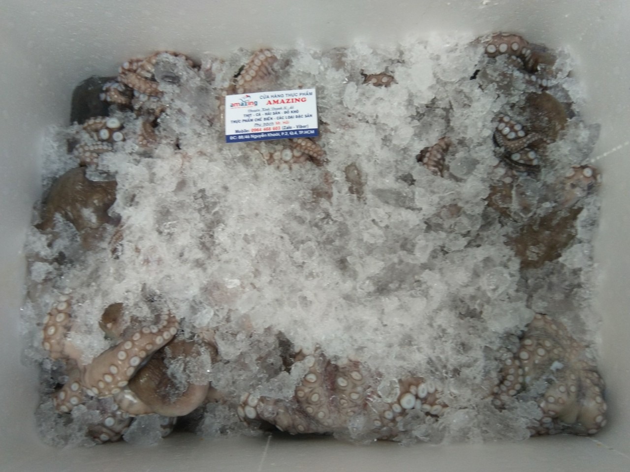 bạch tuộc mada khổng lồ cho quán sushi