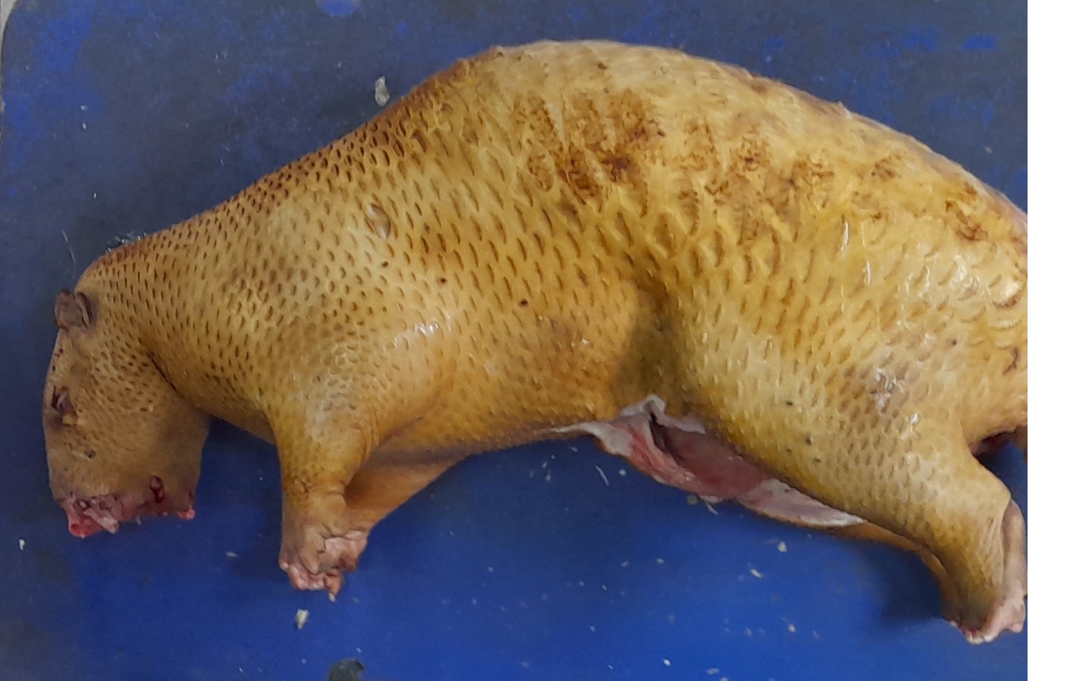 Nhím nguyên con làm sẵn tươi ngon , giết mổ giao trong ngày