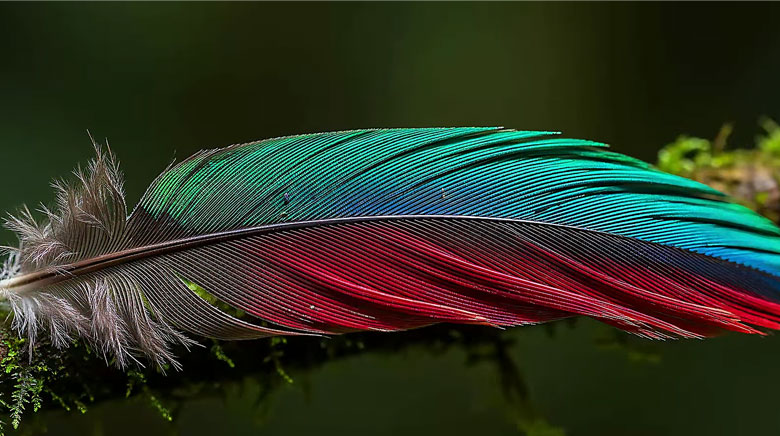 TV LG 98NU855BPSA - Tinh chỉnh độ tương phản, tái hiện chiều sâu chân thực