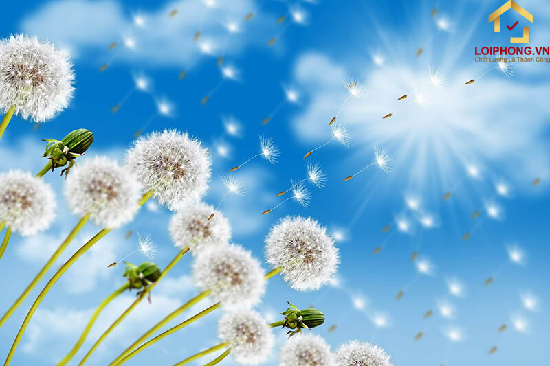 Hoa Bồ Công Anh mỉm cười là chương sách hướng dẫn mọi người tìm thấy niềm vui