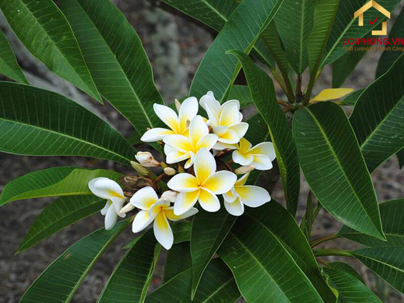 Hoa đại