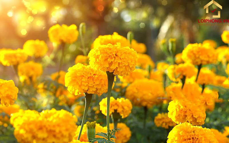 Hoa cúc vạn thọ