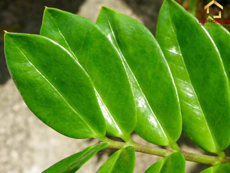 Lá cây kim tiền rất xanh và bóng
