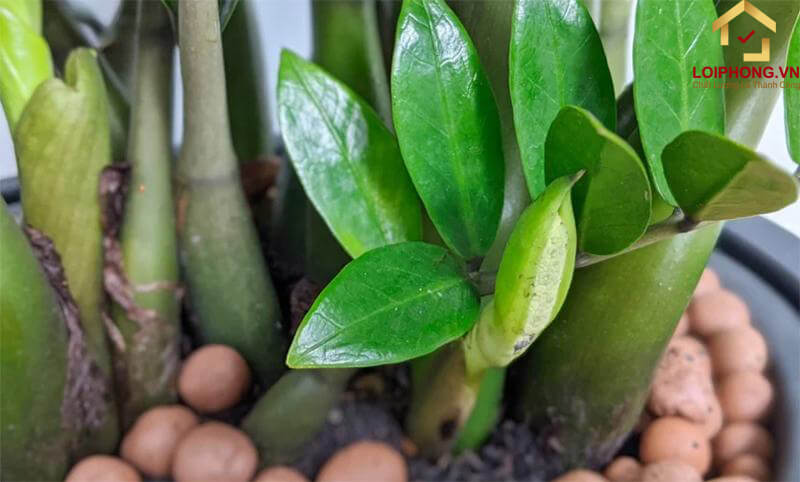 Cây kim tiền có ra hoa, thể hiện cho sự may mắn, phú quý