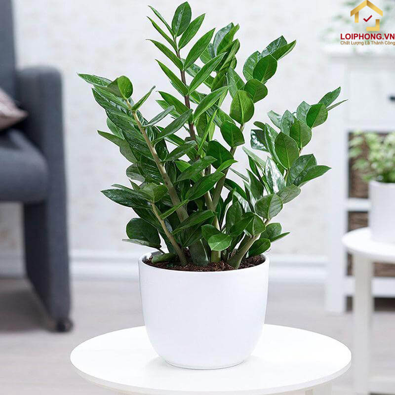 Cây kim tiền mang nhiều ý nghĩa khác nhau