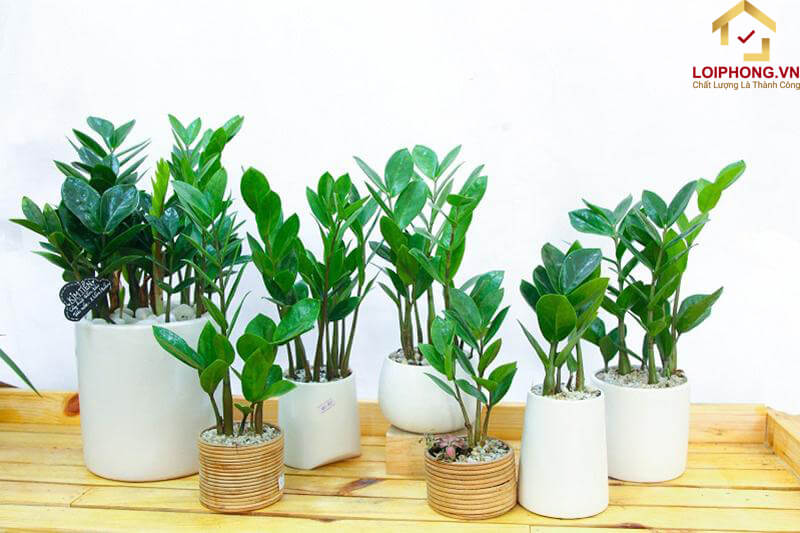 Cây kim tiền giúp lọc sạch không khí