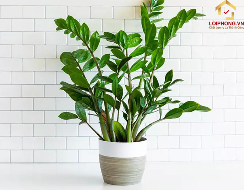 Cây kim tiền còn được sử dụng để chữa một số bệnh về tiêu hóa