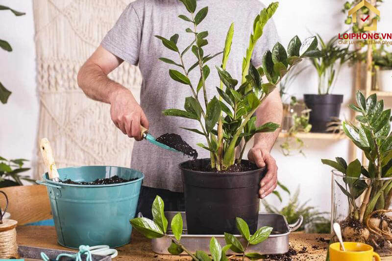 Thay đất cho cây kim tiền thường xuyên