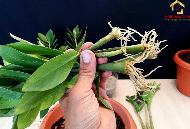 Nhân giống cây kim tiền từ cành