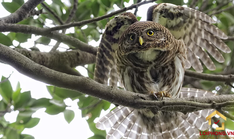 Điềm tốt và điềm xấu có phụ thuộc vào tiếng chim lợn kêu?