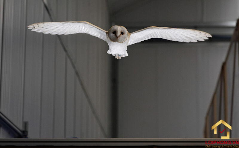 Chim lợn trở thành loài vật không được con người chào đón