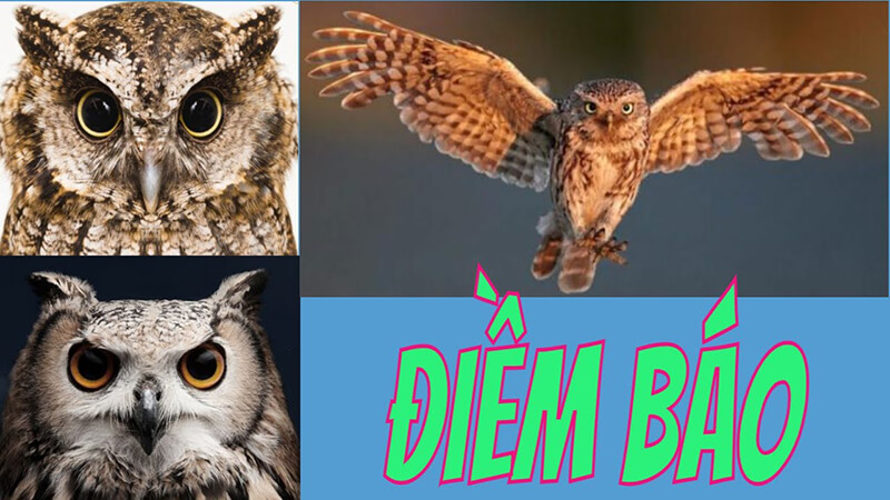 Sự thật về tiếng chim lợn kêu