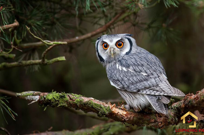 Quan niệm về việc chim lợn kêu mang đến xui rủi