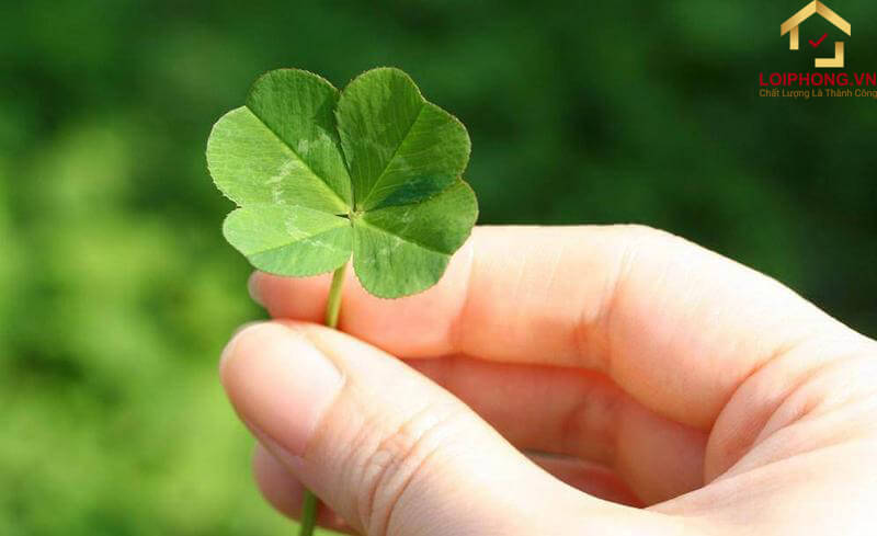 Cỏ 4 lá xuất hiện trong văn hóa Nhật Bản với ý nghĩa đặc biệt