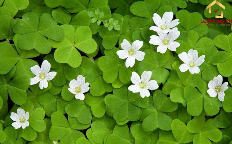 Rất khó để tìm thấy cỏ 4 lá