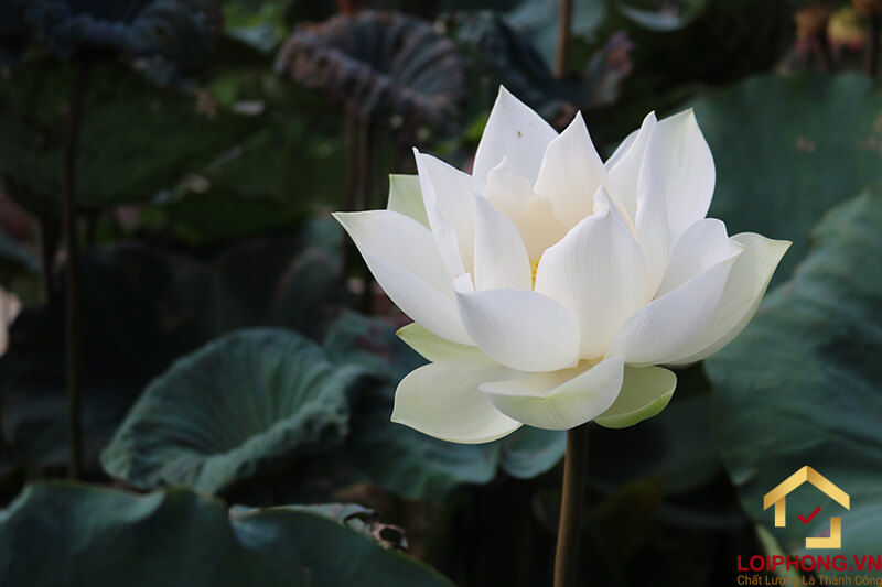 Cúng dường bằng hoa sen