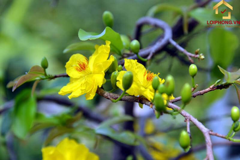 Hoa mai nở thành từng chùm