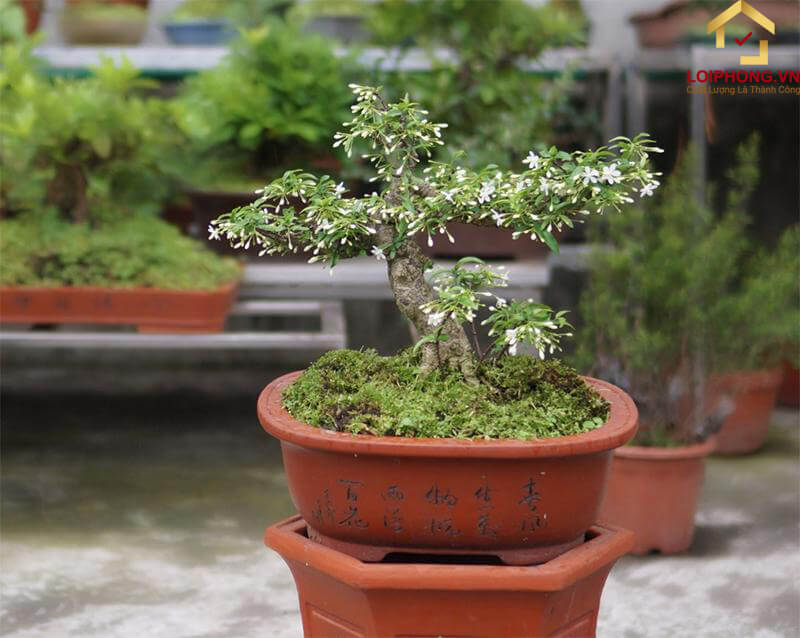 Cây mai chiếu thủy