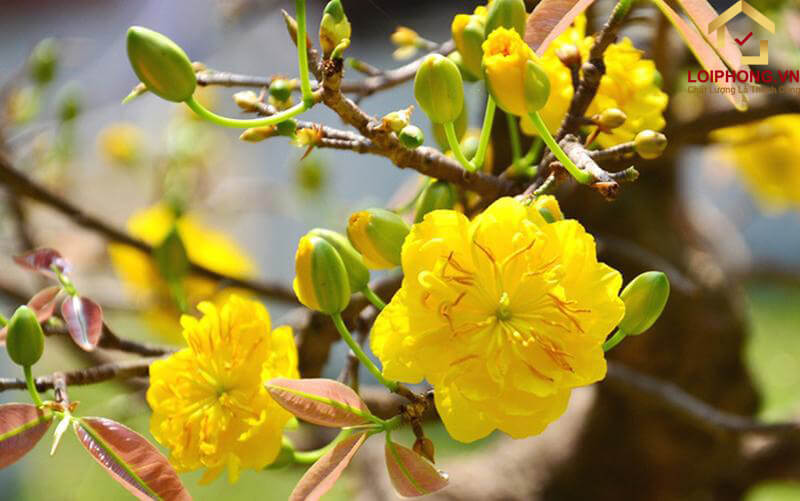 Hoa mai tượng trưng cho sự nhẫn nại, hy sinh, cao sang