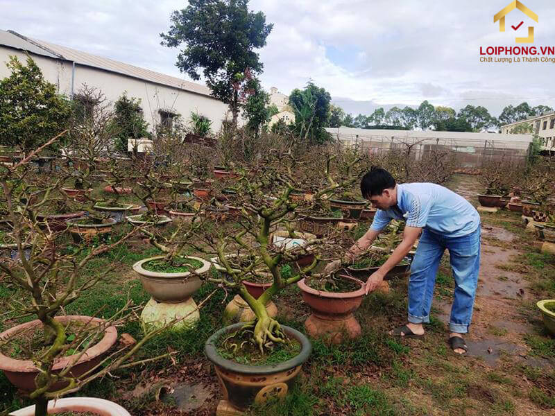 Thời điểm trồng cây hoa mai