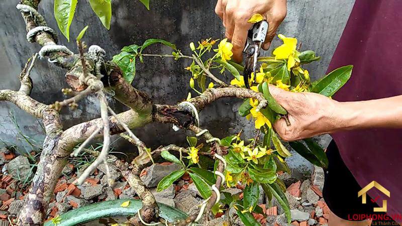 Tỉa bớt cành cho cây hoa mai