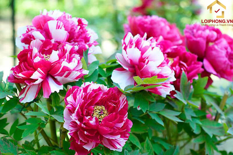 Ý nghĩa của hoa mẫu đơn trong phong thủy