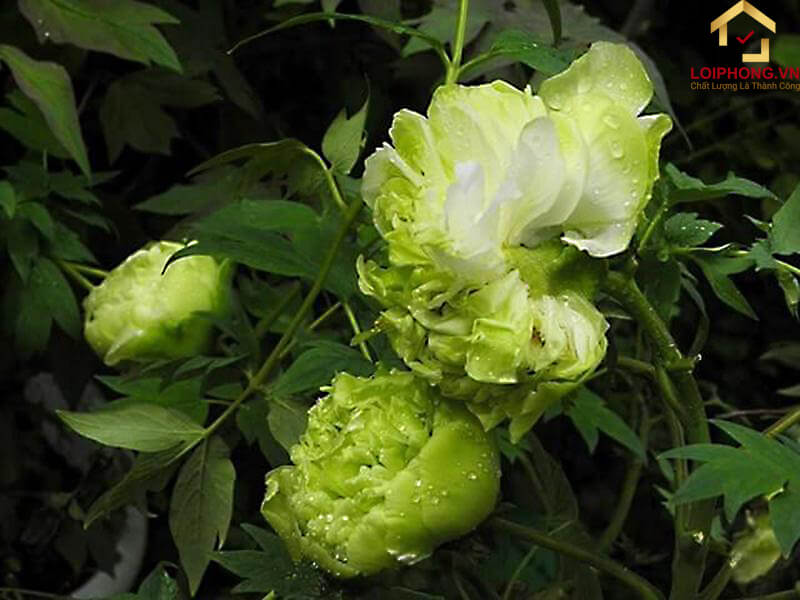 Hoa mẫu đơn xanh