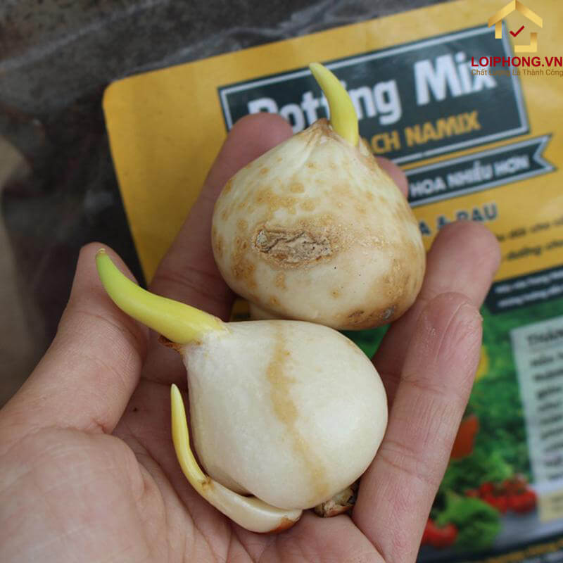 Chọn củ giống hoa uất kim cương