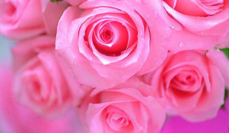 Ý nghĩa của màu hồng trong tình yêu