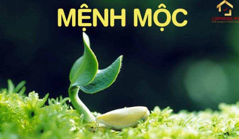 Mệnh Mộc tượng trưng cho cây