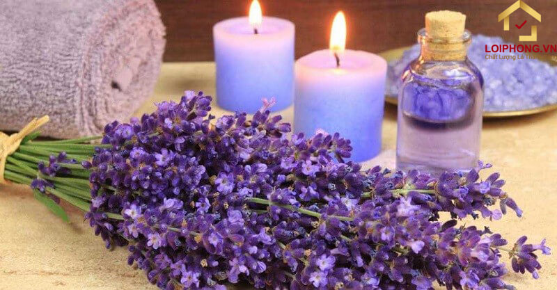 Sử dụng sản phẩm trong phòng giúp cải thiện được trí nhớ và tăng khả năng tập trung rất tốt