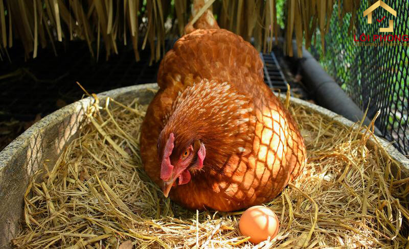 Khoa học đã chứng minh điều ngược lại - Con gà có trước