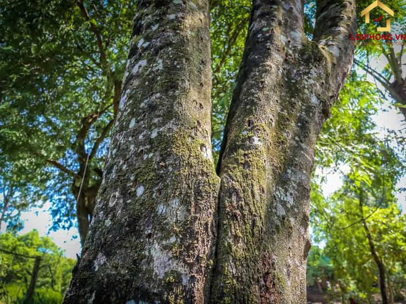 Cây dó bầu - nơi tạo ra trầm hương