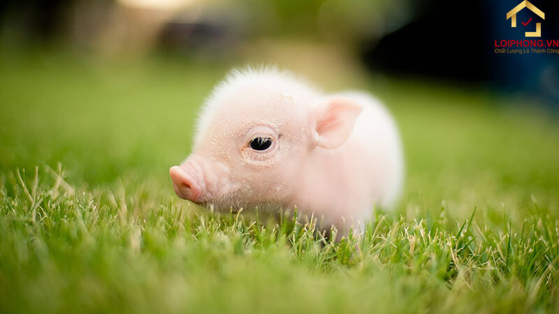 Loài heo có ảnh hưởng rất lớn tới nền văn hoá phương Đông