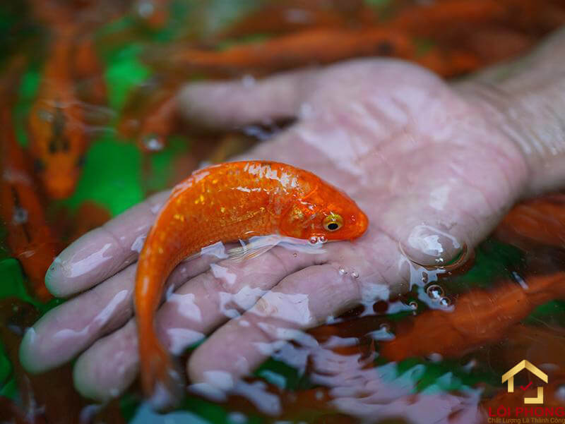 Cá chép vàng là linh vật không thể thiếu trong ngày cúng Táo Quân