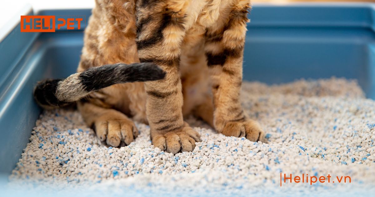 1 túi cát mèo dùng được bao lâu