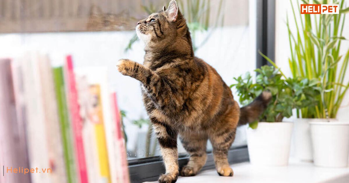 Âm thanh mèo thích