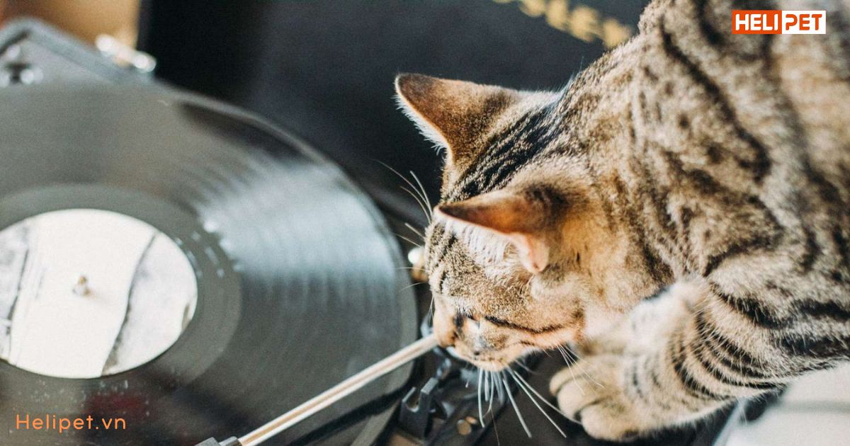 Âm thanh mèo thích