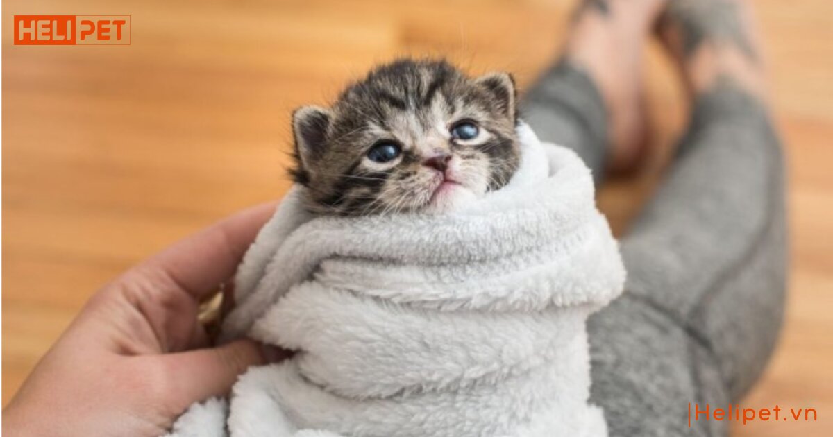 Bao lâu tắm cho mèo 1 lần là phù hợp