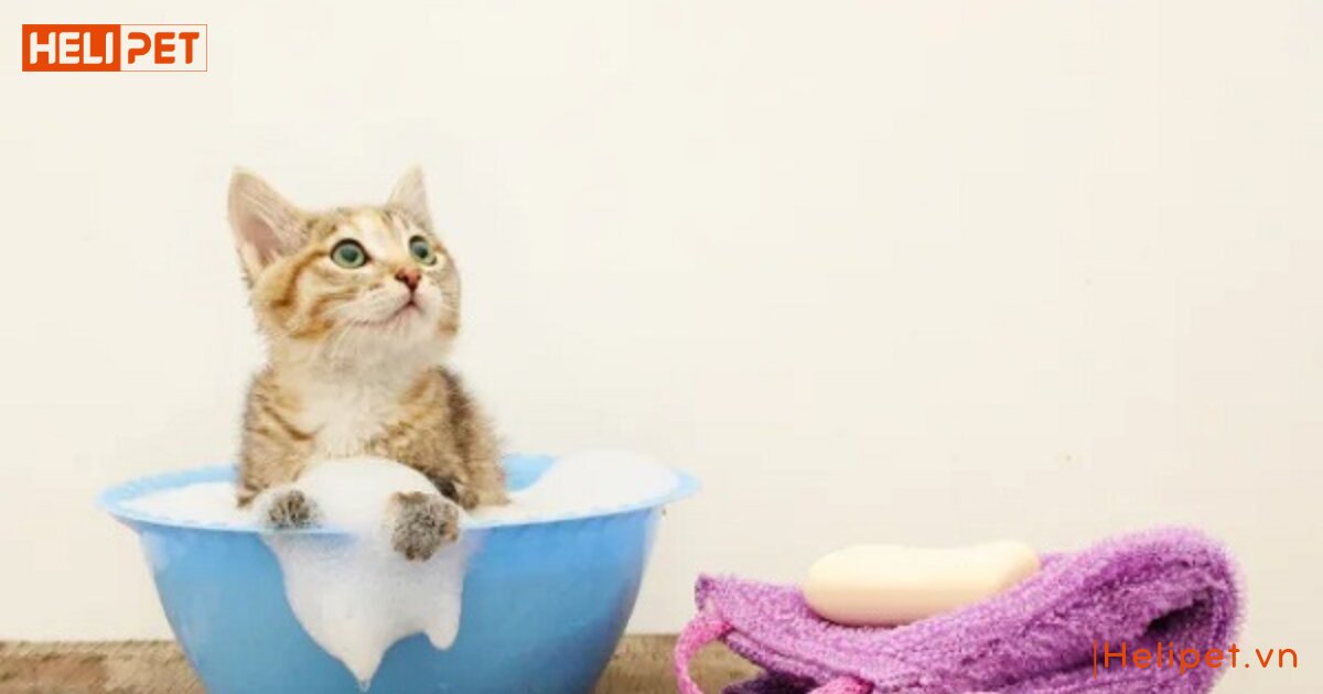 Bao lâu tắm cho mèo 1 lần là phù hợp