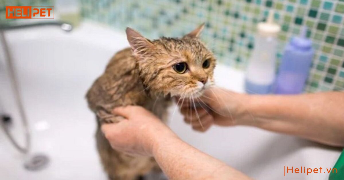 Bao lâu tắm cho mèo 1 lần là phù hợp