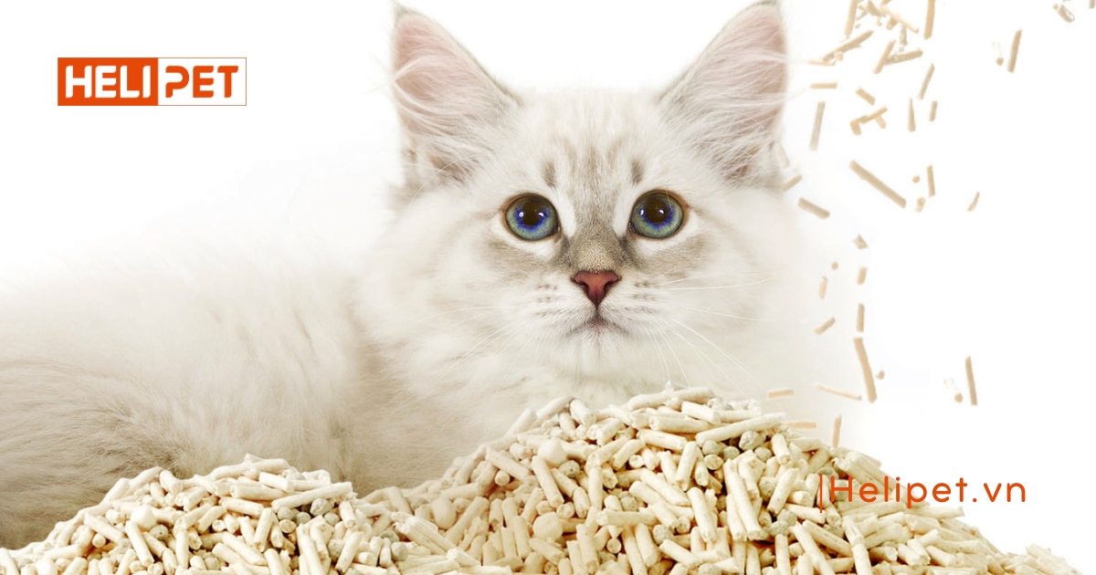 Cát mèo bao lâu thay 1 lần để đảm bảo vệ sinh tốt nhất